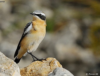 Animali 332